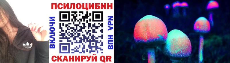 Купить  Куса  Псилоцибиновые грибы Psilocybe 